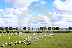 Sheep flock  is on the grassland