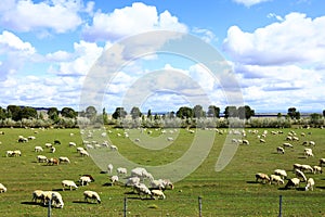 Sheep flock  is on the grassland