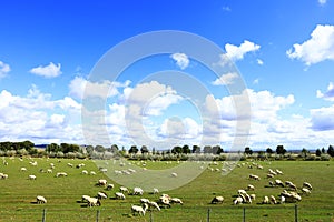 Sheep flock  is on the grassland