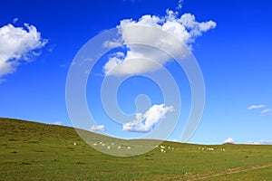 Sheep flock  is on the grassland