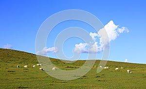 Sheep flock  is on the grassland