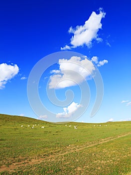 Sheep flock  is on the grassland