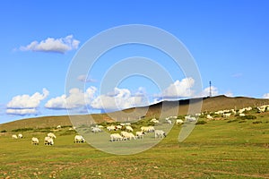 Sheep flock  is on the grassland