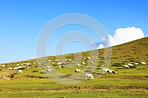 Sheep flock  is on the grassland