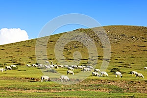 Sheep flock  is on the grassland