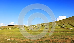 Sheep flock  is on the grassland