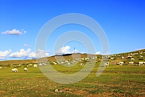 Sheep flock  is on the grassland