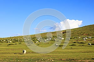 Sheep flock  is on the grassland