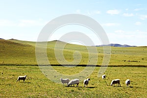 Sheep flock  is on the grassland