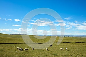 Sheep flock  is on the grassland