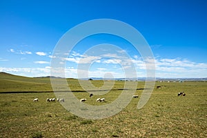 Sheep flock  is on the grassland