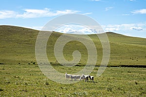 Sheep flock  is on the grassland