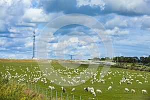 Sheep flock  is on the grassland