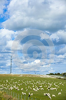 Sheep flock  is on the grassland