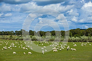 Sheep flock  is on the grassland