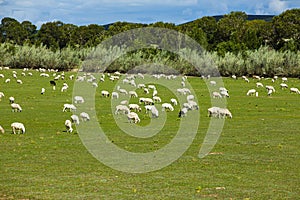 Sheep flock  is on the grassland