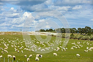 Sheep flock  is on the grassland