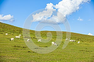 Sheep flock  is on the grassland