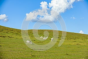 Sheep flock  is on the grassland