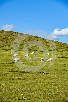 Sheep flock  is on the grassland