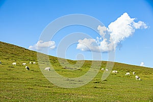 Sheep flock  is on the grassland