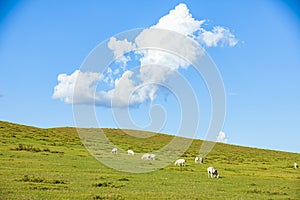 Sheep flock  is on the grassland