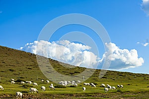 Sheep flock  is on the grassland