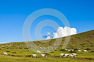 Sheep flock  is on the grassland