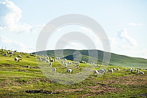 Sheep flock  is on the grassland