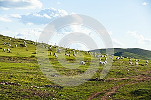 Sheep flock  is on the grassland