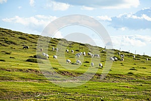 Sheep flock  is on the grassland