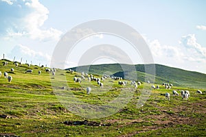 Sheep flock  is on the grassland