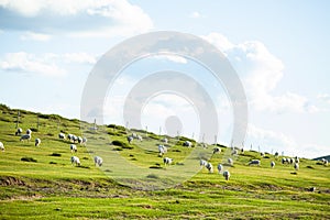 Sheep flock  is on the grassland