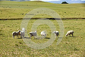 Sheep flock  is on the grassland