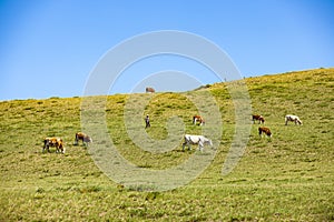 Sheep flock  is on the grassland