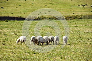 Sheep flock  is on the grassland