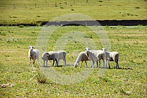 Sheep flock  is on the grassland