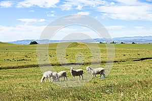 Sheep flock  is on the grassland