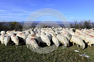 Sheep flock grazing around highlands in