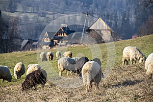 Sheep flock grazing on a hill