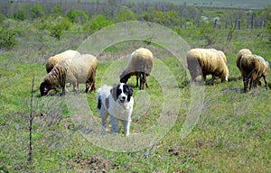 Sheep flock grazing and sheepdog