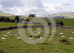 Sheep flock grazing in an upland field yorkshire dales
