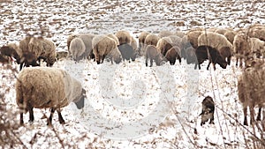 Sheep flock herding in the snow