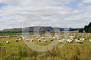 Sheep flock on meadow, South Island of New Zealand.