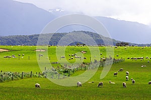 Sheep flock new zealand