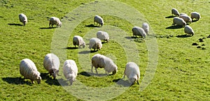 Sheep. Flock of sheep grazing in the meadows of Euskadi