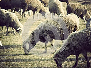 Sheep flock