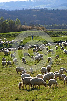 Sheep flock and shepherd