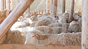 Sheep flock in sun light on eco farm - Lamb Organic Meat Products