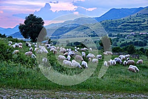 Sheep flock at sunset, on a grass filed above Rimetea village, in Transylvania, Romania